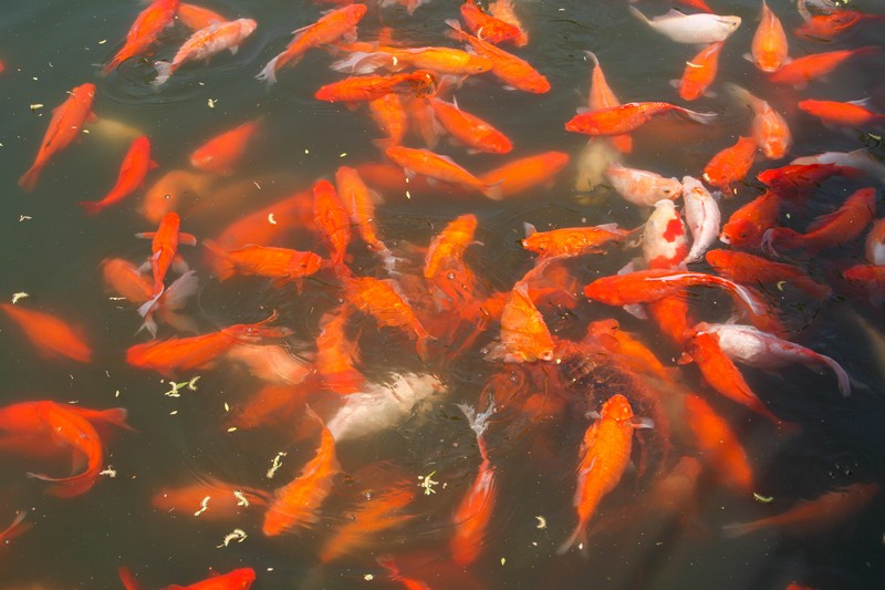 花港观鱼