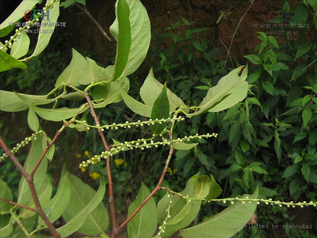  p> a target="_blank" href="/item/小果珍珠花/2131821" data-lemma