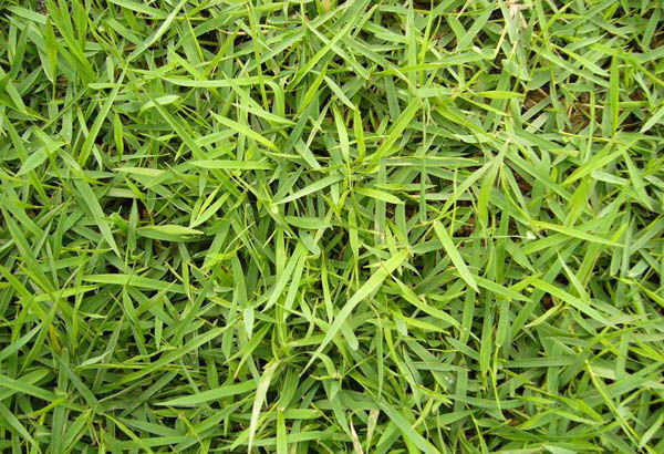  p>结缕草(学名: i>zoysia japonica /i>  steud),为禾本科,结缕草属