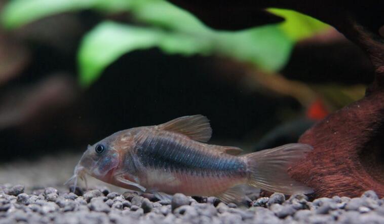 id="tj0m5b1qdl9y">咖啡鼠是鲇形目美鲇科兵鲇属鱼类,又称青铜鼠鱼