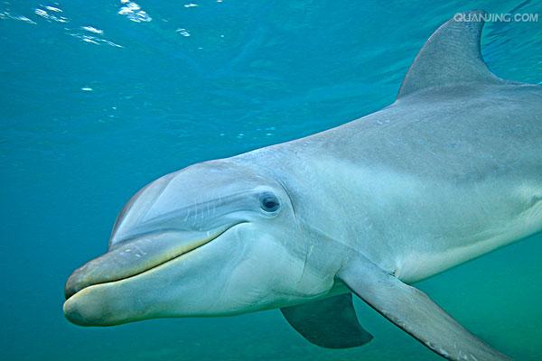 尖嘴海豚