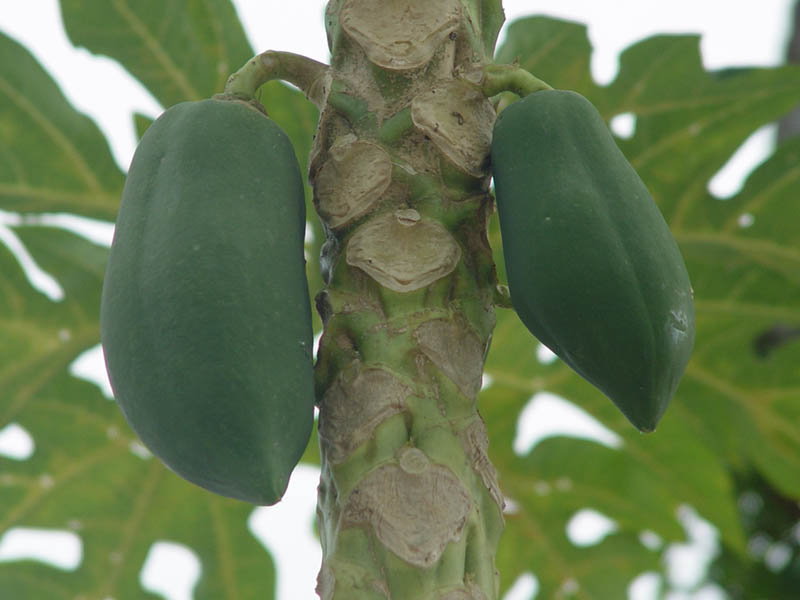 1121901">蔷薇科 /a> a href="#" data-lemmaid="2894732">木瓜属 /a>