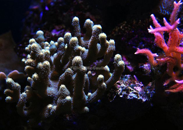  p>圆筒滨珊瑚, i>porites cylindrica /i>(dana, 1846),孔珊瑚科 a>
