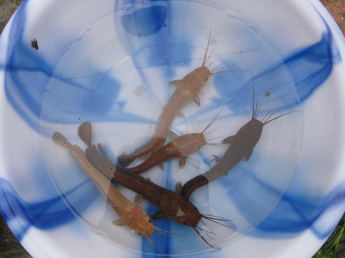  p> b>埃及胡子鲶,又名革胡子鲶,埃及塘鲺.