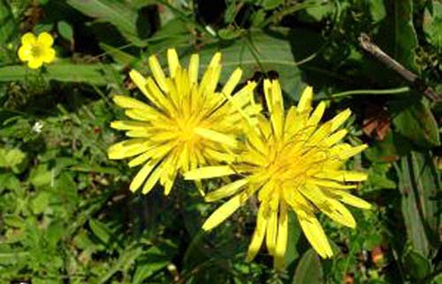 taraxacum kok-saghyz