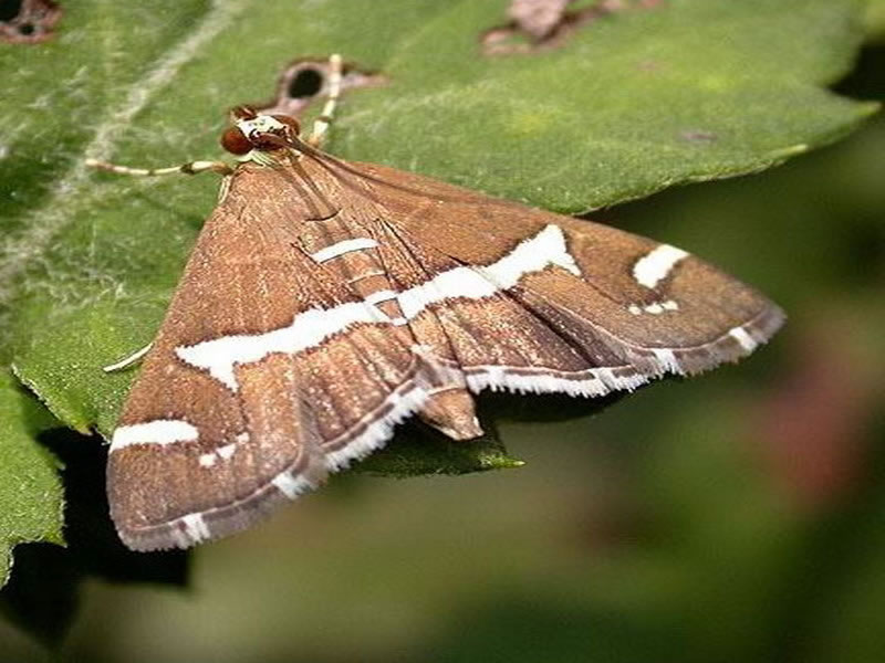 i> fabricius,属鳞翅目 a href="#">螟蛾科 /a>白带野螟属的一种昆虫