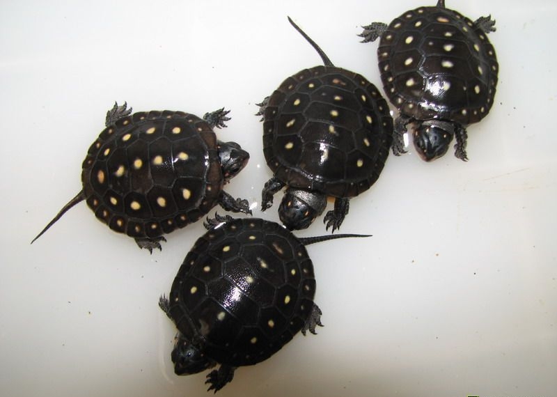 属中小型龟类,体长为10-13厘米,成年个体重约0.5千克.