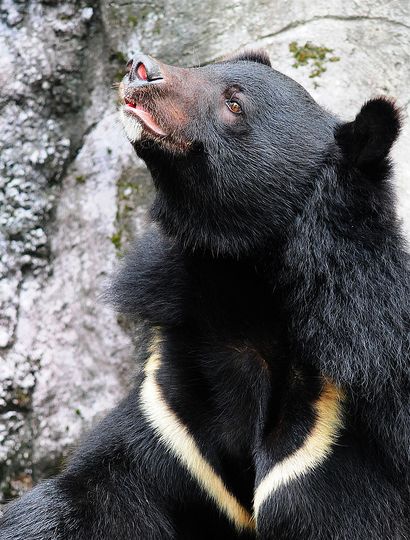 台湾黑熊