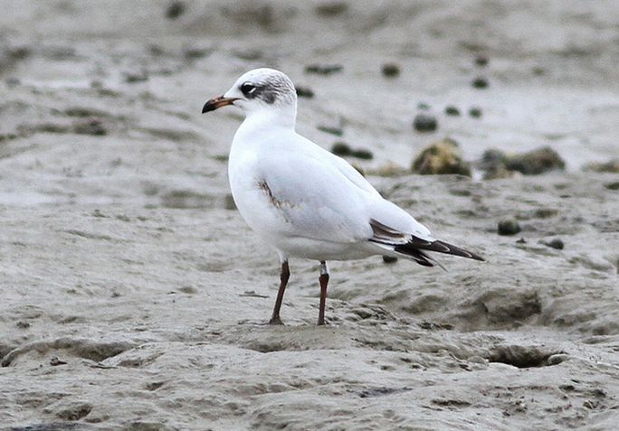 体长36-38厘米,翼展98-105厘米;身体大部分的羽毛为白色,尾尖为黑色