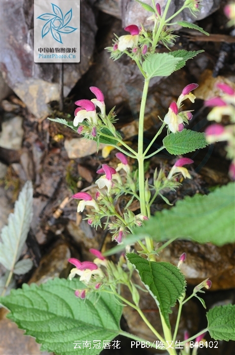 云南冠唇花(原变种)