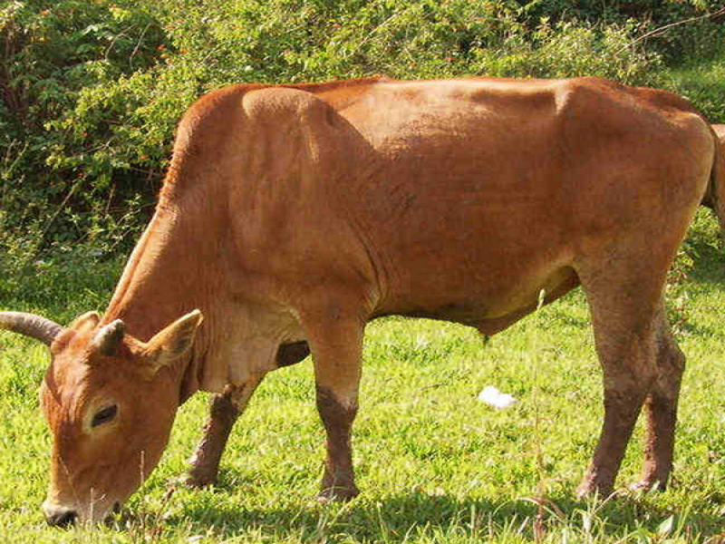  p>云南高峰牛又名云南瘤牛,主要产区为德宏傣族 a target="_blank"