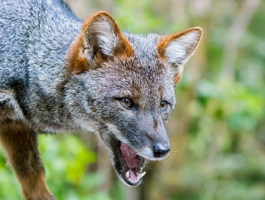  p>达尔文狐(学名: i>lycalopex fulvipes /i>):体长48-60厘米,平均