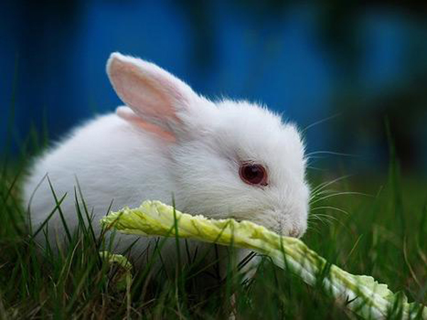  p>植食性是指 a href="#">生物交互作用 /a>之一,通常指 a href="#"