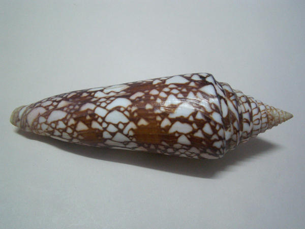  p>大洋荣光芋螺是 a href="#" data-lemmaid="563285">软体动物门 /a