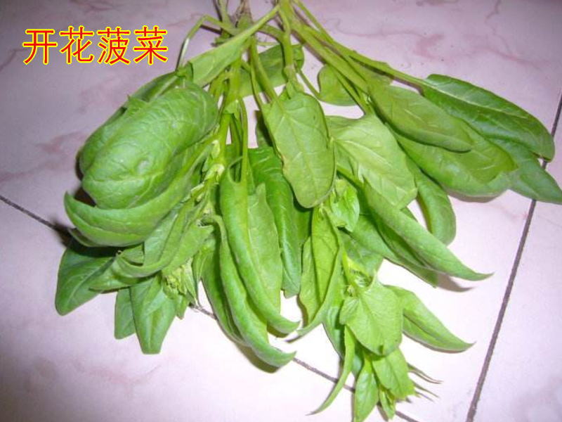 菠菜开花