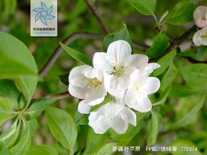  p>新疆野苹果(学名: i>malus sieversii /i> (ledeb.) roem.