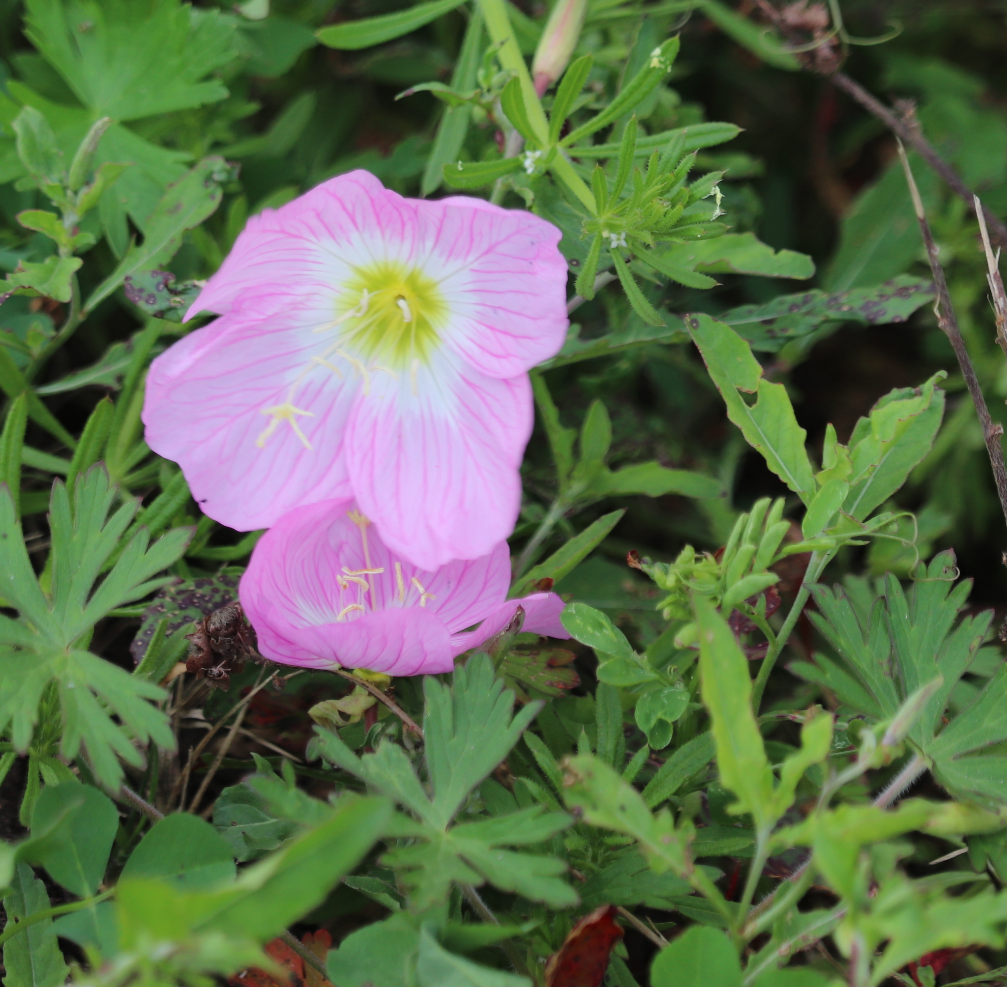 2,美丽月见草 别名夜来香待霄草,英文名evening primrose晚樱草,它是