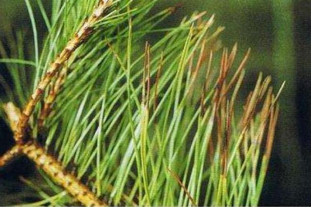 href="/item/油松/890953" data-lemmaid="890953">油松 /a>的病害