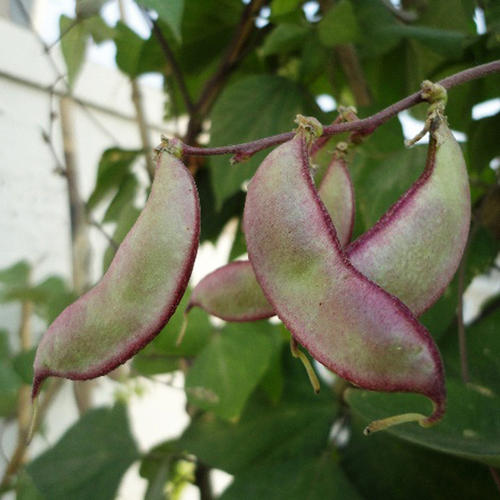  p>扁豆(学名: i>lablab purpureus /i> (linn.