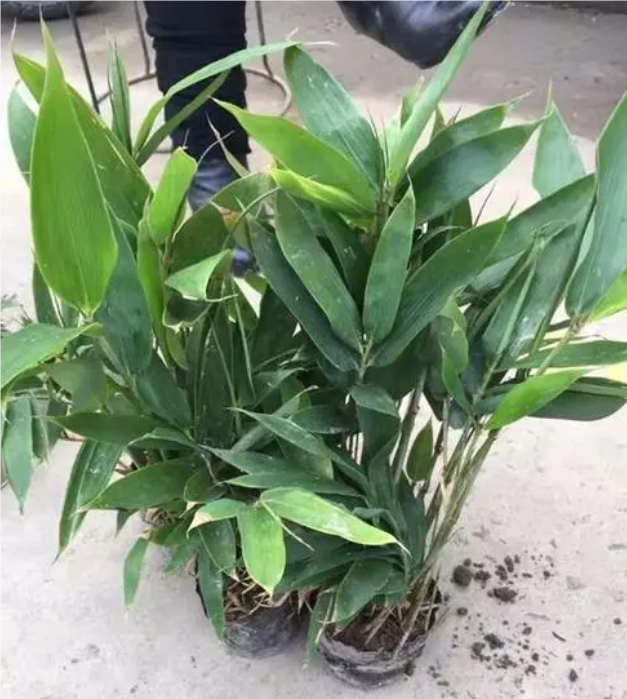 箬竹_百度百科