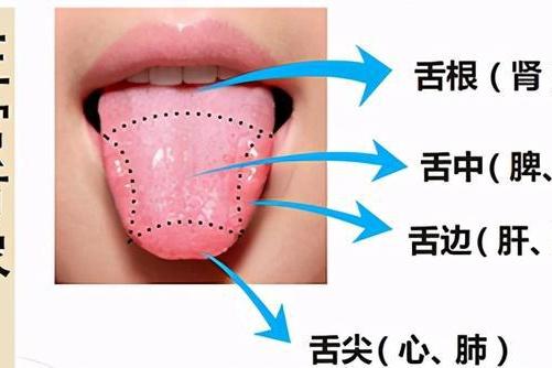 望舌