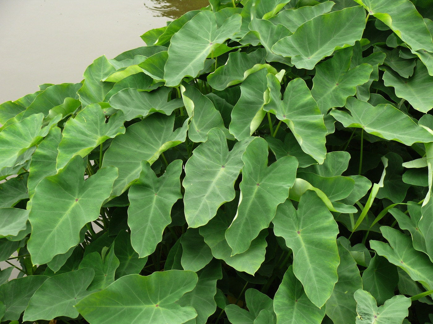 schott)是天南星科,芋属植物.