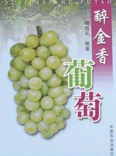 醉金香葡萄