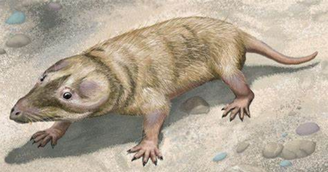 ">兽孔目 /a> a target="_blank" href="/item/犬齿兽亚目/9221898"