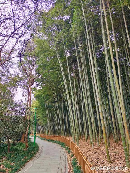竹类植物园_百度百科