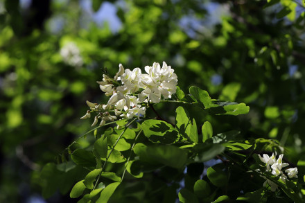 刺槐花