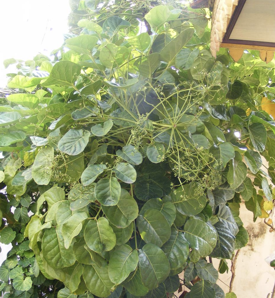  p data-id="gnxbivywkf">圆叶南洋参( i>polyscias scutellaria /i>