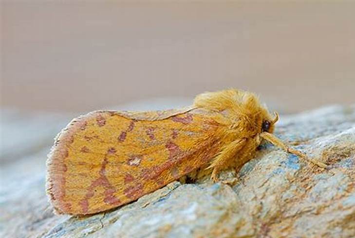 oberthür,1881), a target="_blank" href="/item/蝙蝠蛾科/6244289"