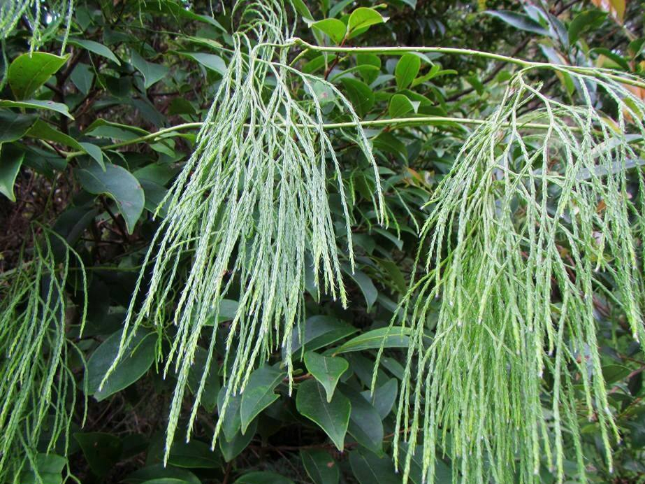 藤石松，国家重点二级保护野生植物，非常稀少，有4大厉害妙用_百科TA说