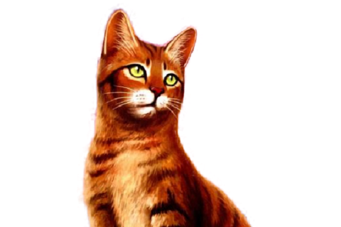  p data-id="gnwn6i142k">《 a target="_blank" href="/item/猫武士