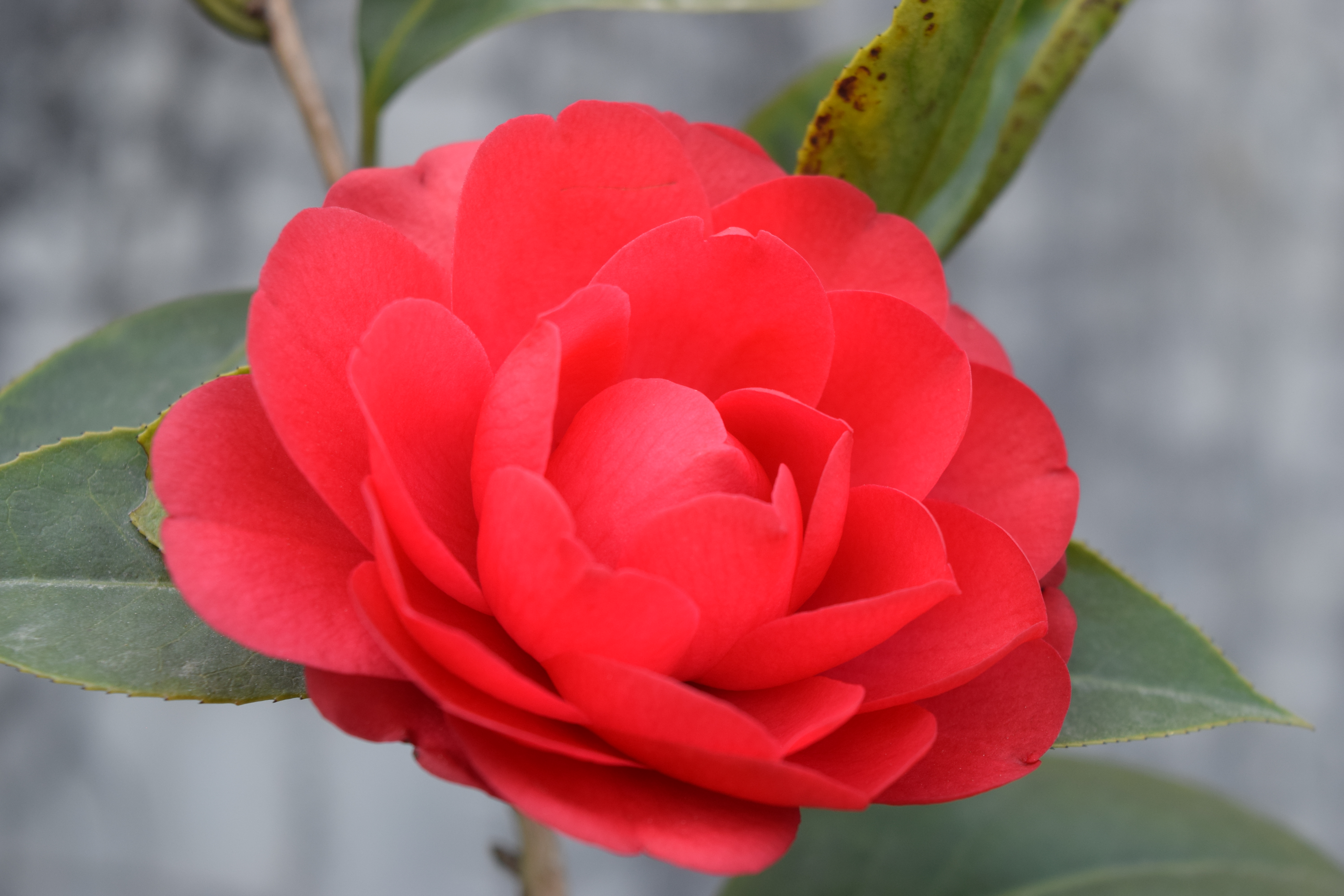 而受到世界园艺界的珍视名贵茶花品种很多1十八学士,2六角大红,3赤丹