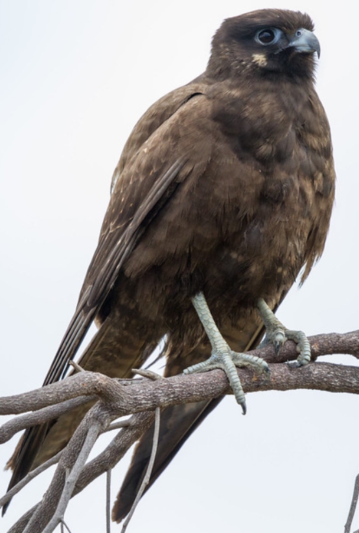  p>黑隼(学名: i>falco subniger /i>):是隼科,隼属的一种猛禽.