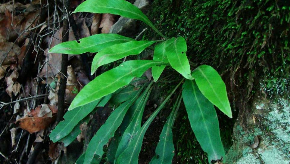  p>华北石韦(学名: i>pyrrosia davidii /i> (baker) ching)是水龙