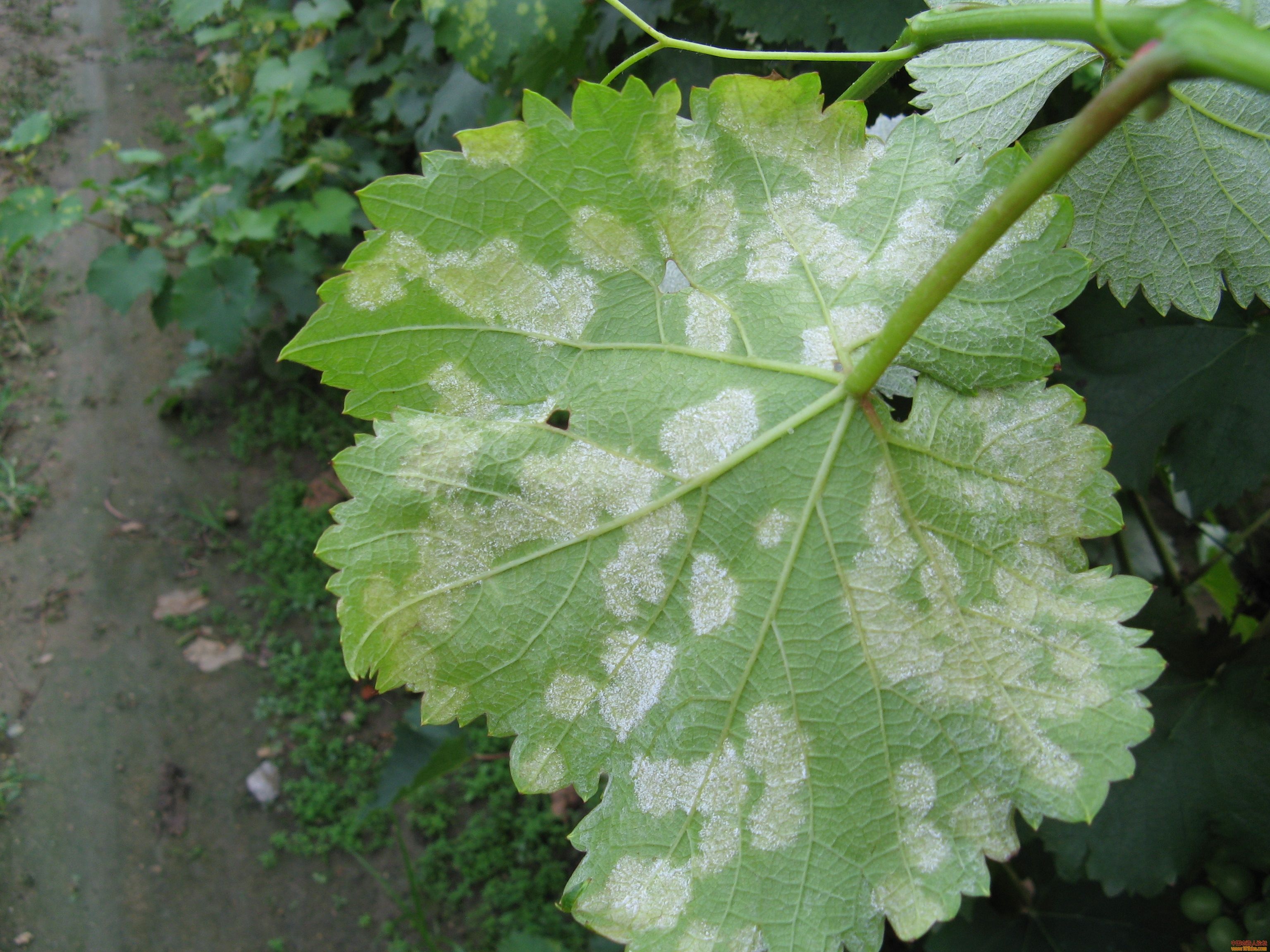  p>葡萄霜霉病是由葡萄生单轴霉侵染所引起的,发生在葡萄上的一种病害