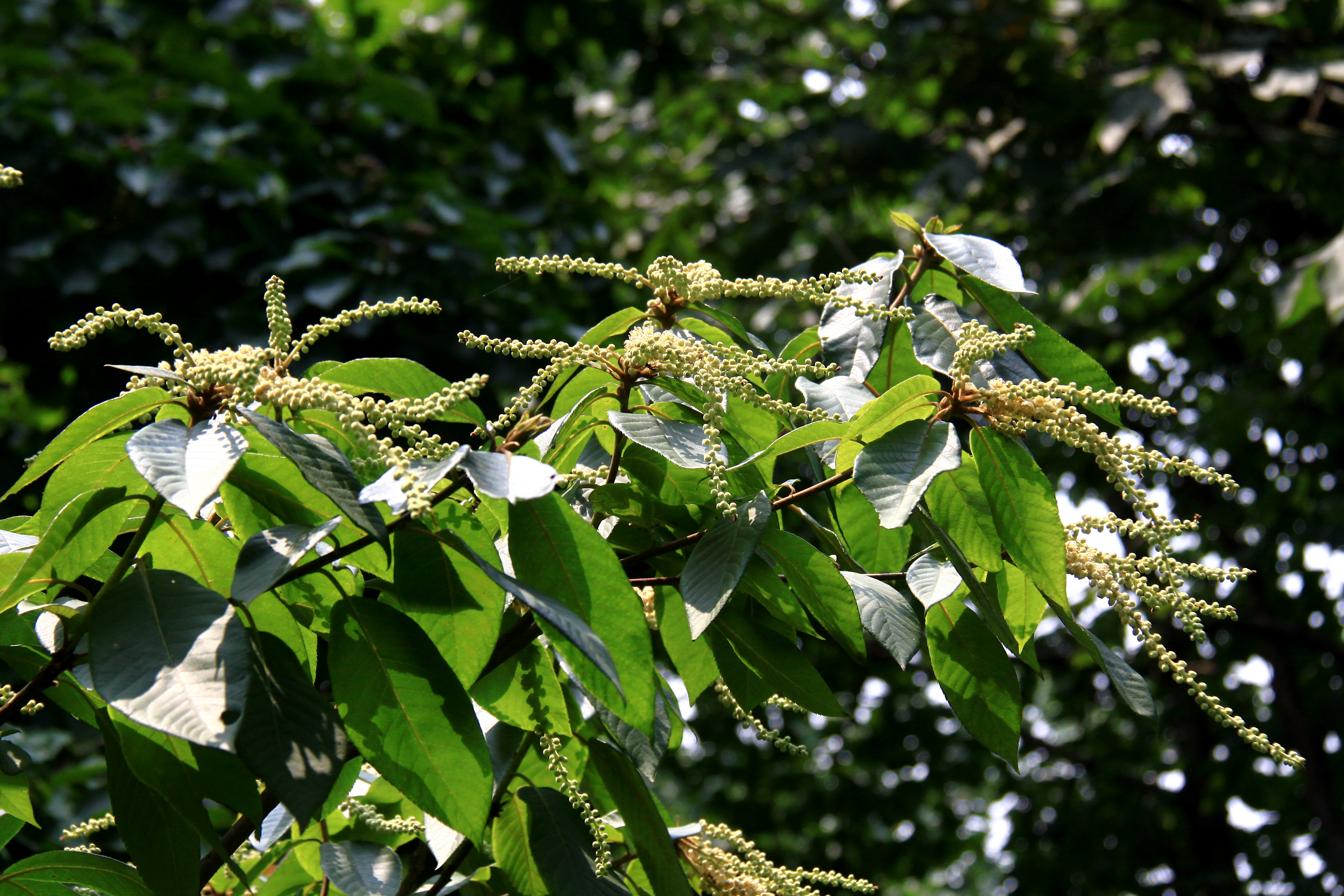  p>大叶山柳(学名:clethra kaipoensis levl.