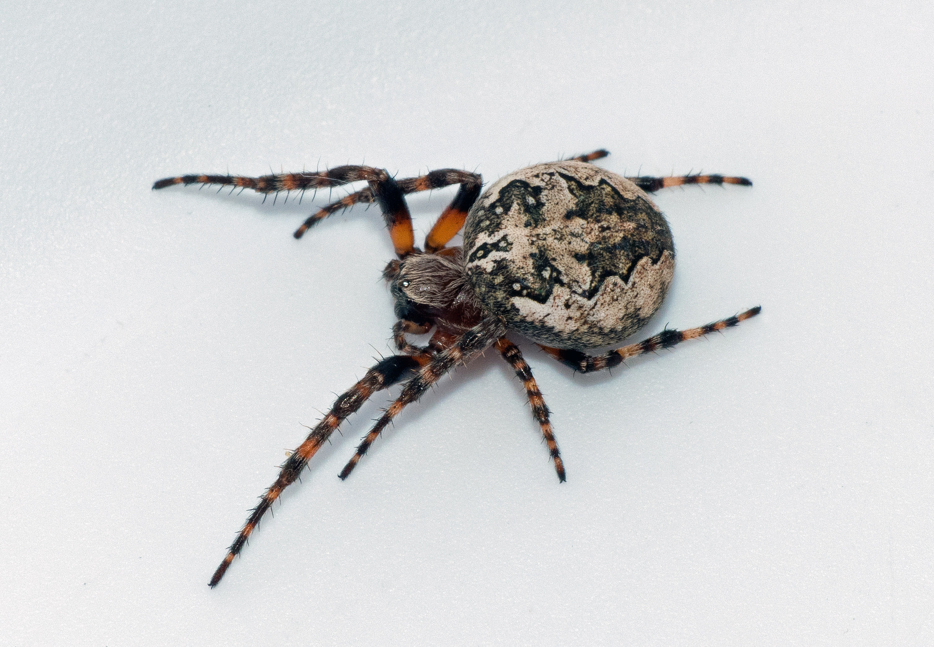 i> (clerck, 1757), a target="_blank" href="/item/蜘蛛目/2404996"