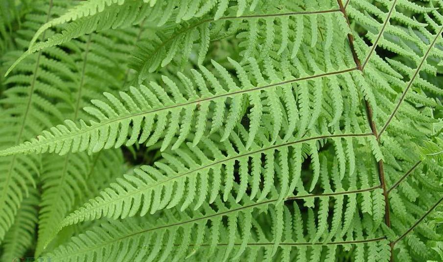  p>密毛紫柄蕨( a href="#" data-lemmaid="8074290">学名 /a>:pseudo