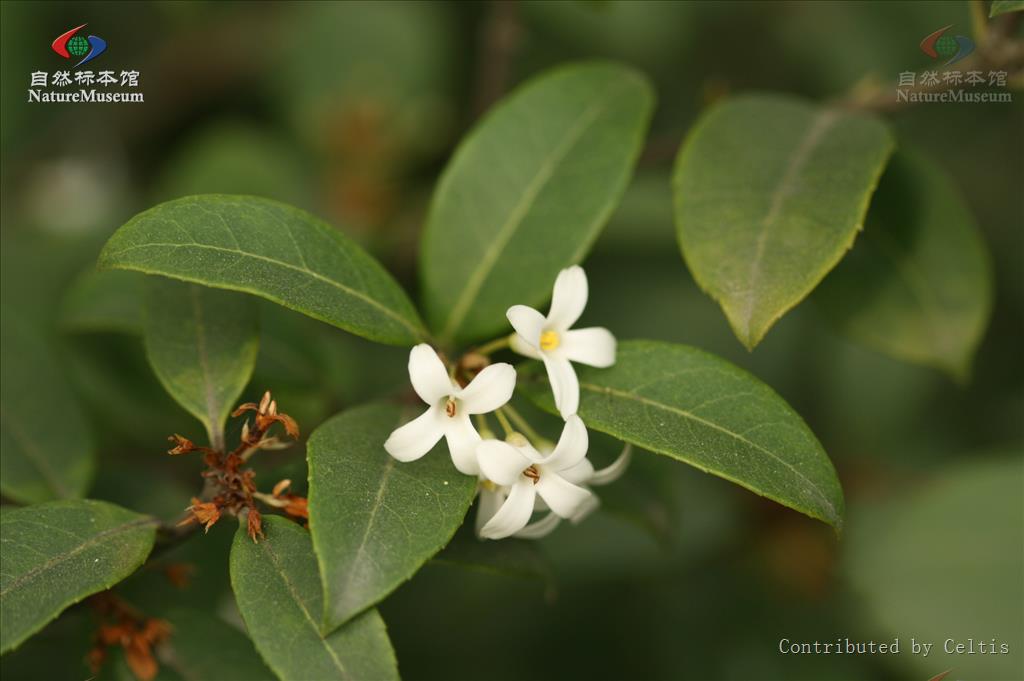  p data-id="gnwu25xshg">木樨属(学名: i>osmanthus /i> lour.