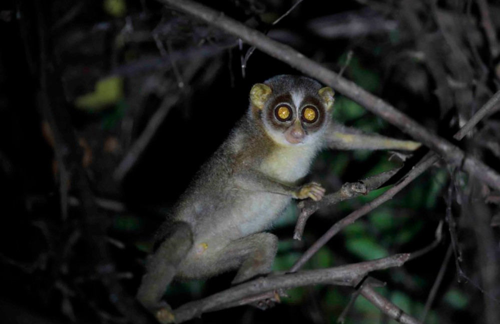  p>灰懒猴(学名: i>loris lydekkerianus /i>):是哺乳纲,懒猴科的一种