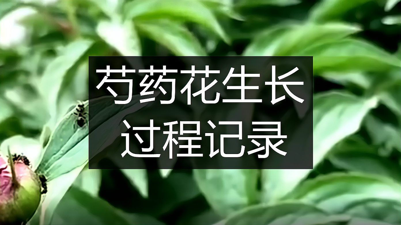 芍药花 芍药科芍药属植物 百度百科