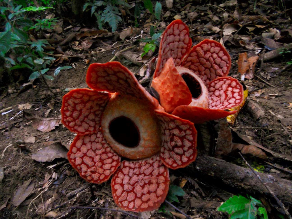 世界上最奇特的花朵 大王花 百科ta说