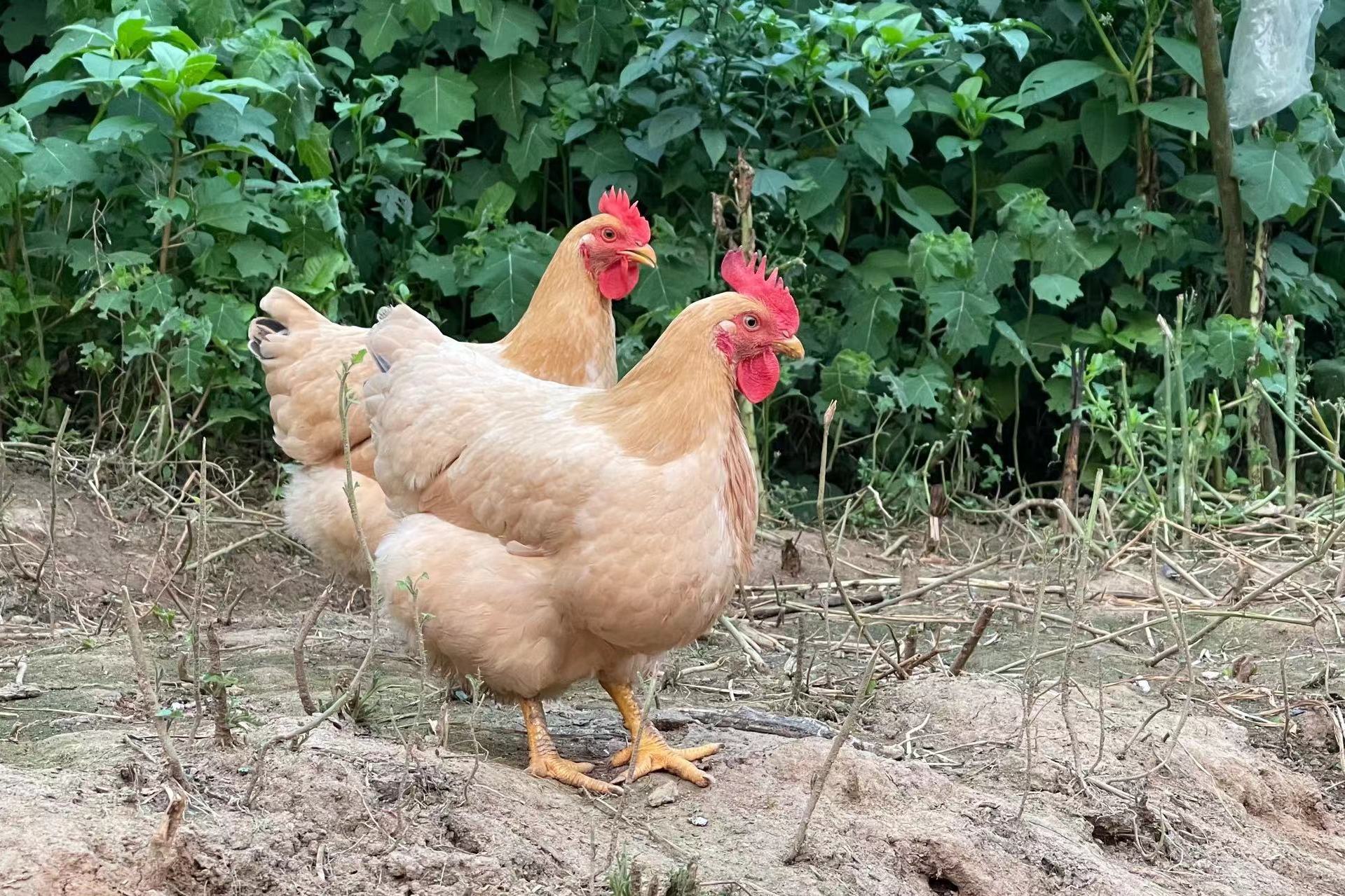  p>广西容县黎村三黄鸡体型小巧,快羽型,公鸡羽毛金红色,龙头凤尾