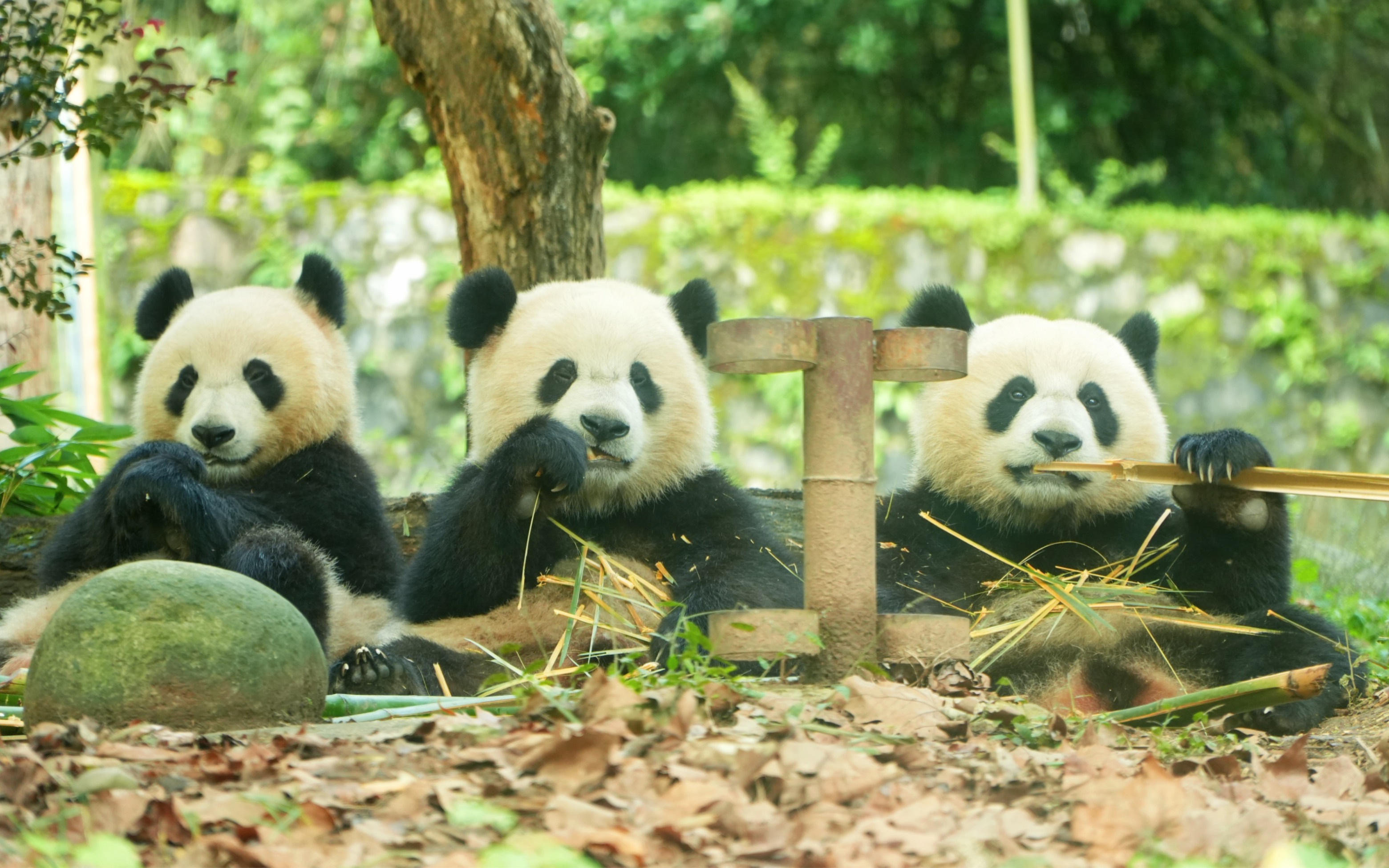  p data-id="u9gfawfsdkzq">茅茅,雄性,2021年8月4日出生于中国大熊猫