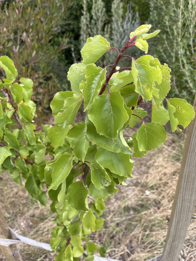 杏（蔷薇科李属一种植物）_百度百科
