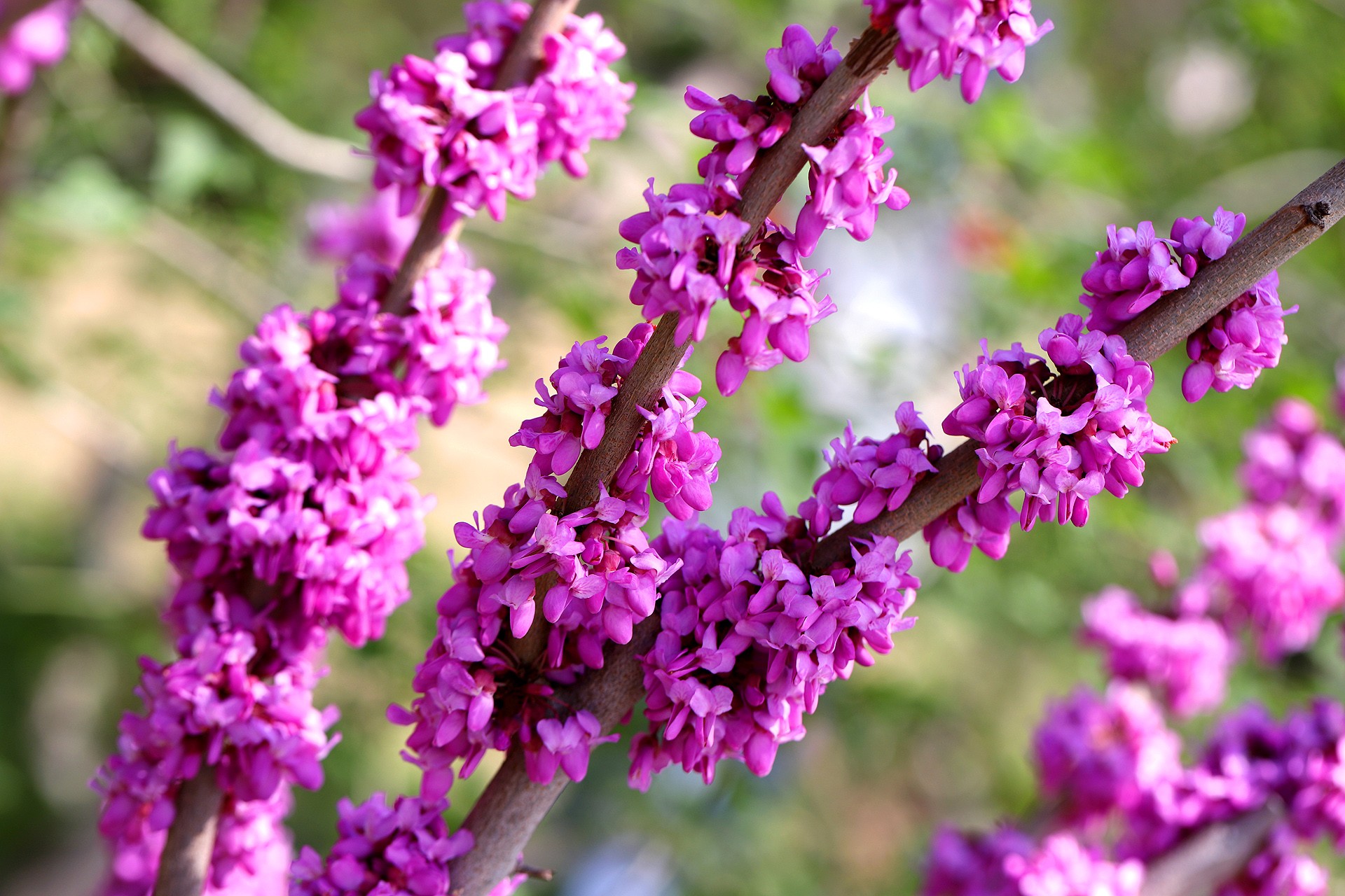 萌蘖性强,耐修剪.皮果木花皆可入药,其种子有毒. /p> p>紫荆