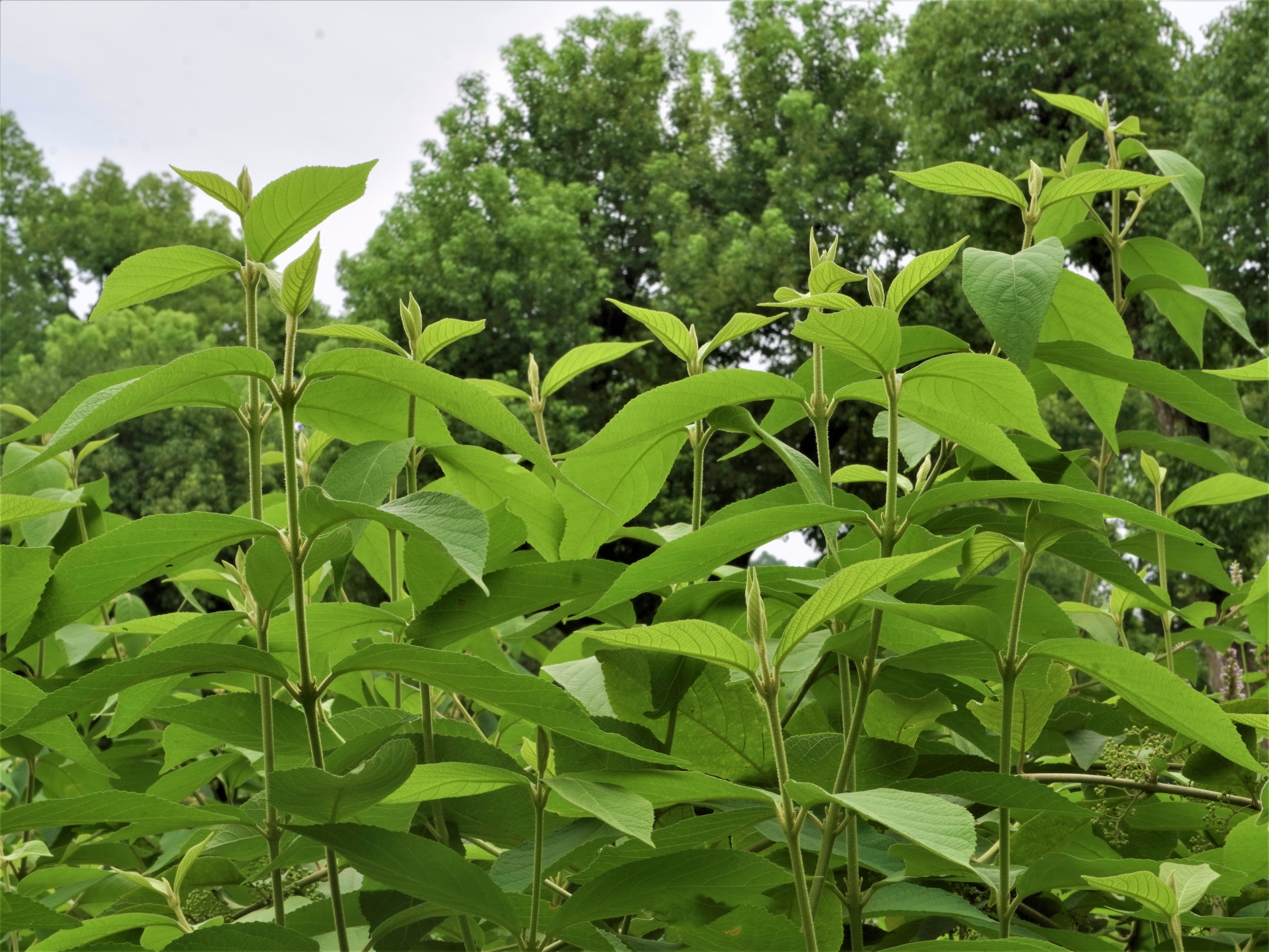 毛叶老鸦糊